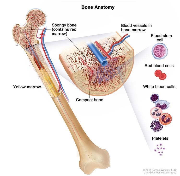 bone anatomy of how bone marrow is created