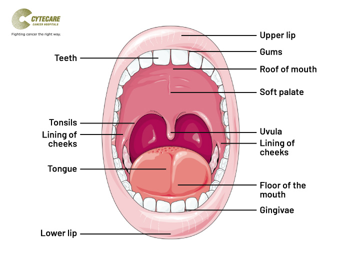 anatomy-of-the-mouth-for-oral-cancer
